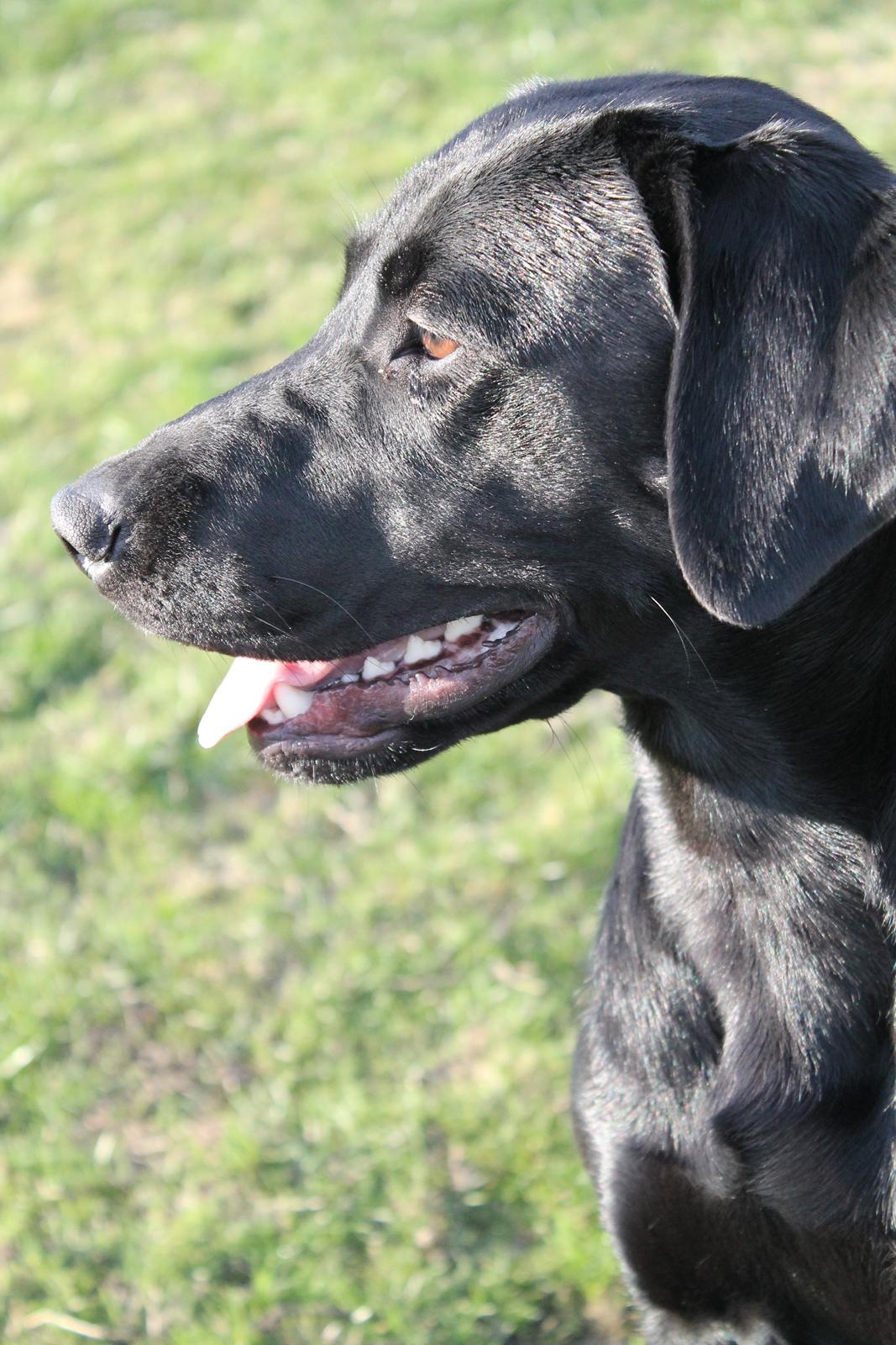Labrador retriever Lady<3 (Far's) - Et super smukt billede, af vore pige<3 billede 3