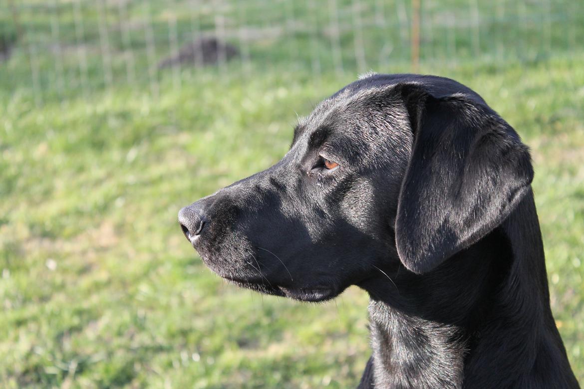 Labrador retriever Lady<3 (Far's) - Min bedste side:-D billede 4