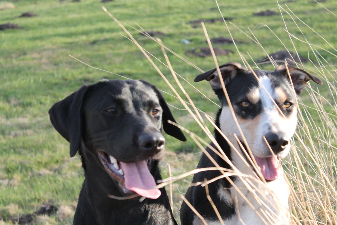 Labrador retriever Lady<3 (Far's) - Lady sammen med hende bedste ven Balou<3 billede 5