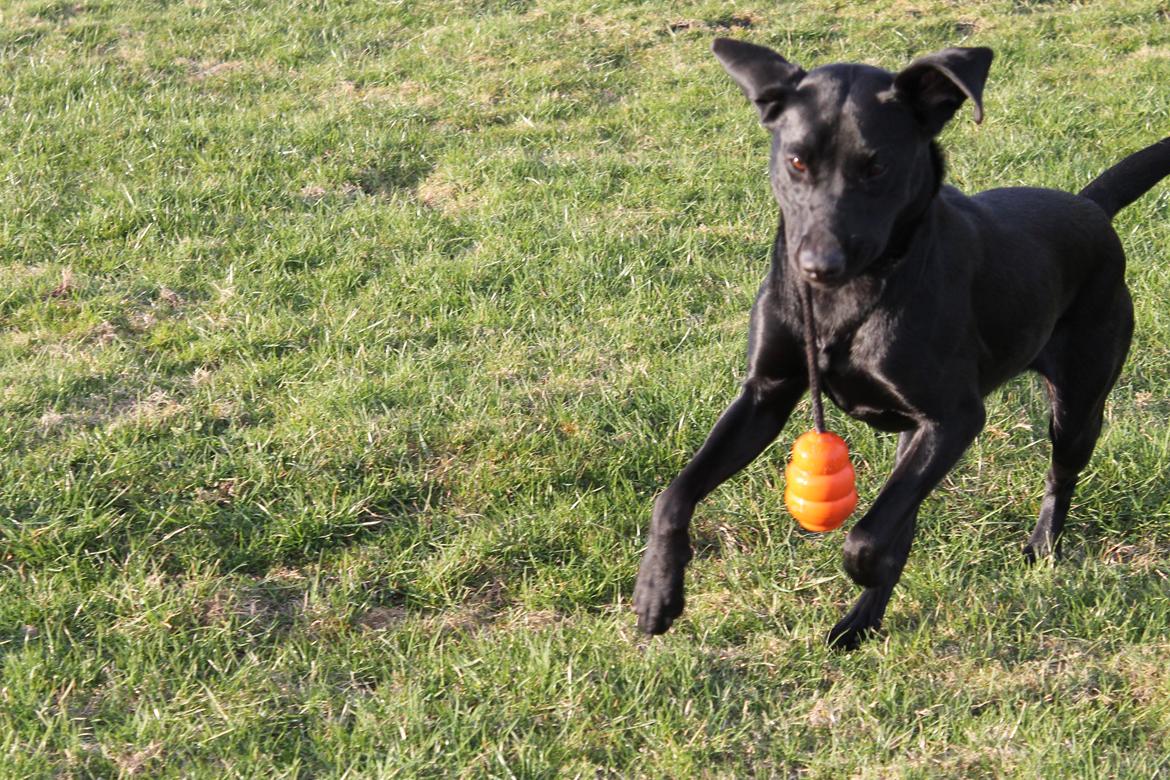 Labrador retriever Lady<3 (Far's) - Det her er bare sjovt<3 billede 6