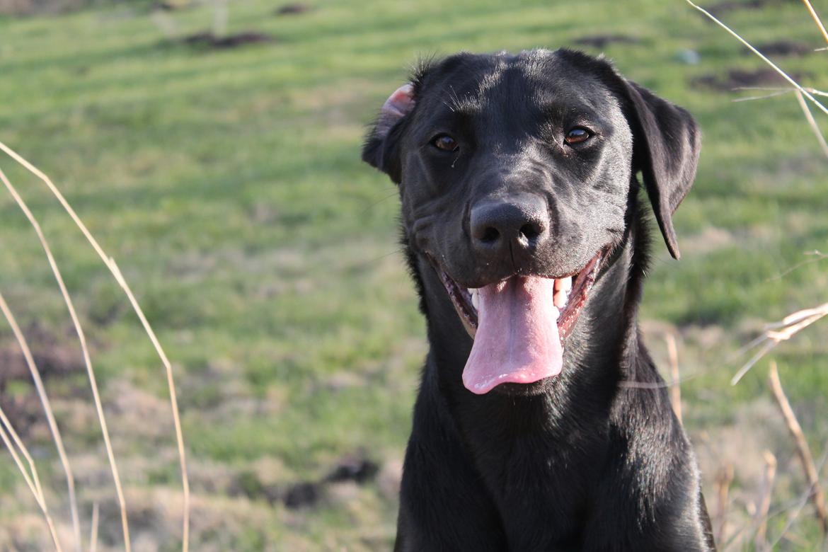 Labrador retriever Lady<3 (Far's) - Det er godt nok hårdt:-) billede 7