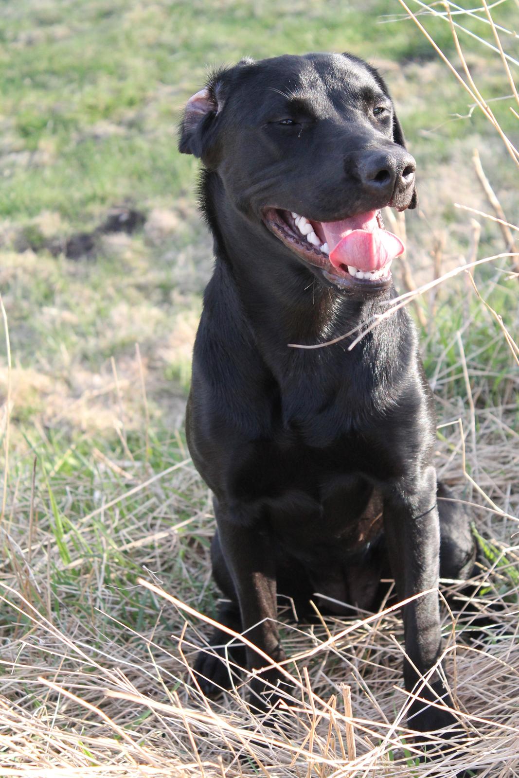 Labrador retriever Lady<3 (Far's) - Lad mig nu være, jeg gider ikke det har billede skidt :-P billede 8