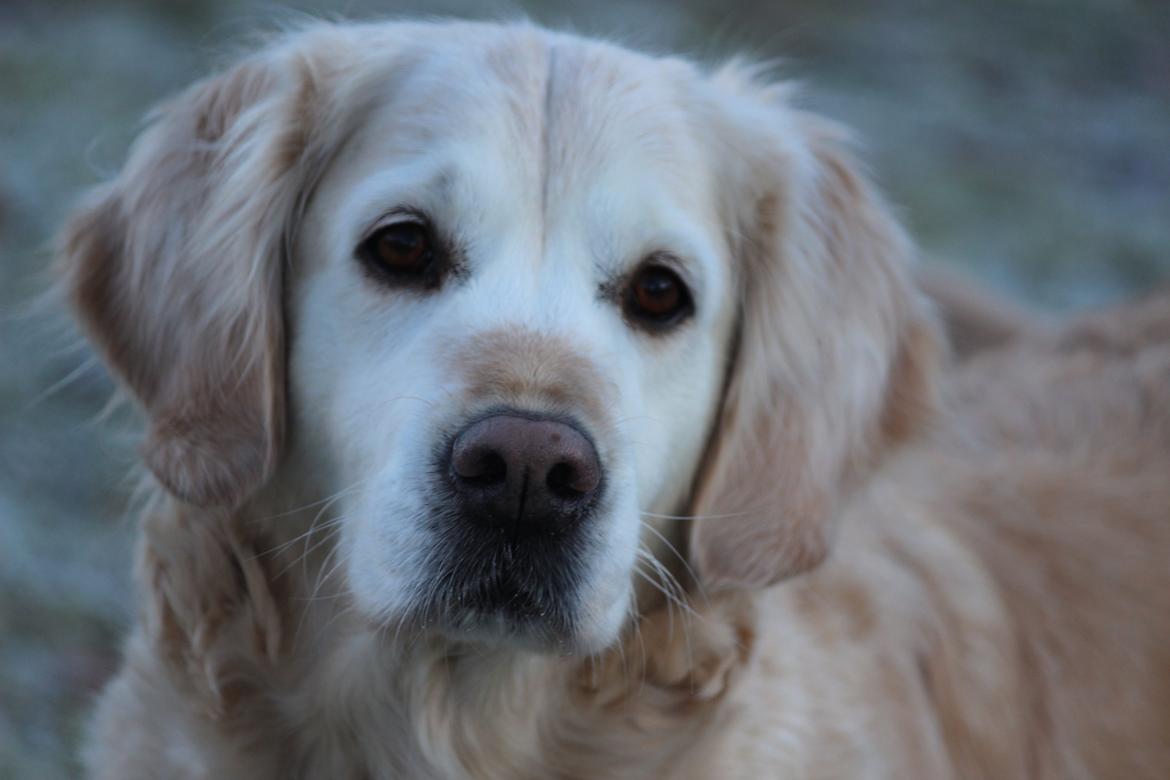 Golden retriever Luca billede 20