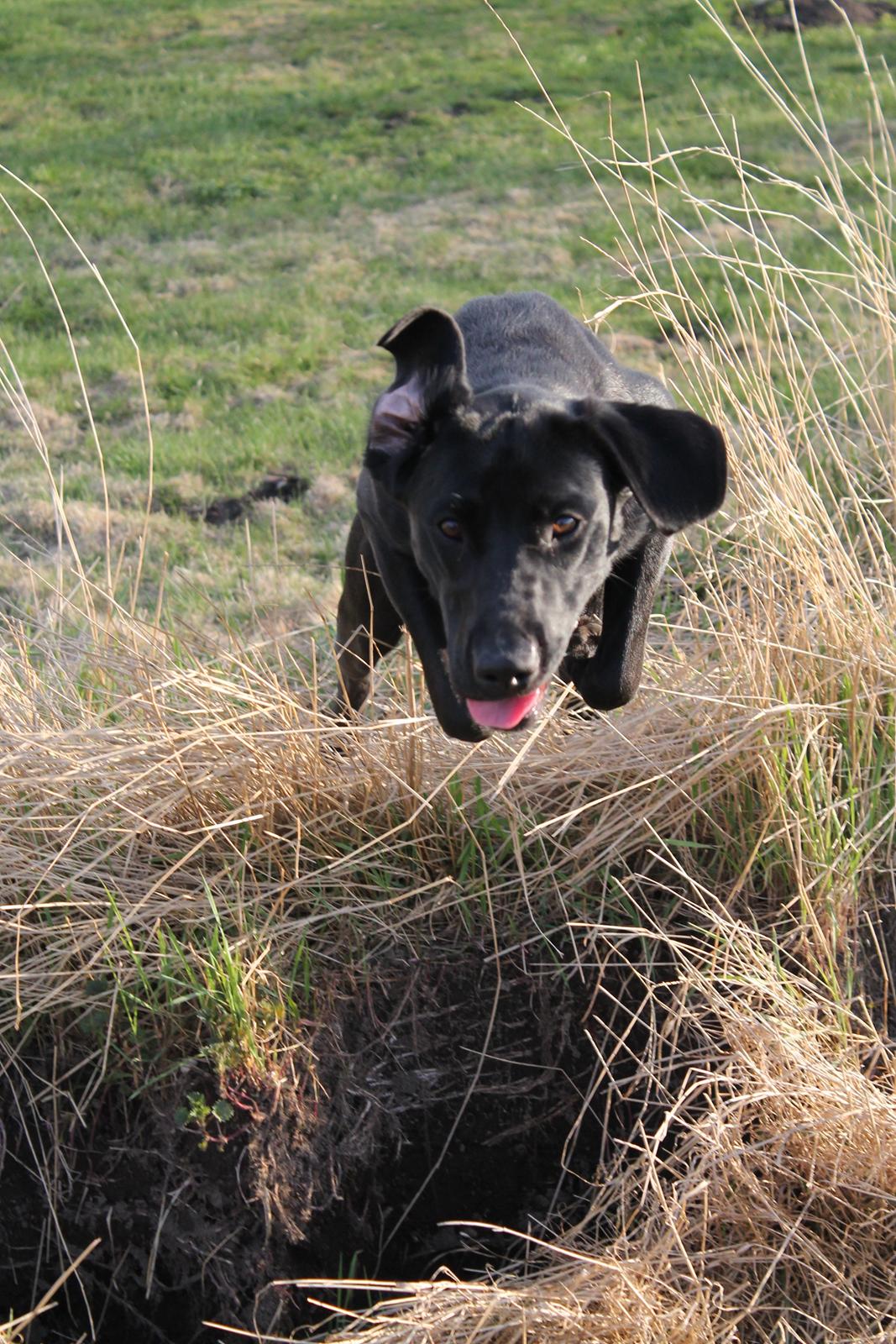 Labrador retriever Lady<3 (Far's) - Ja det her er sjovt<3 billede 9