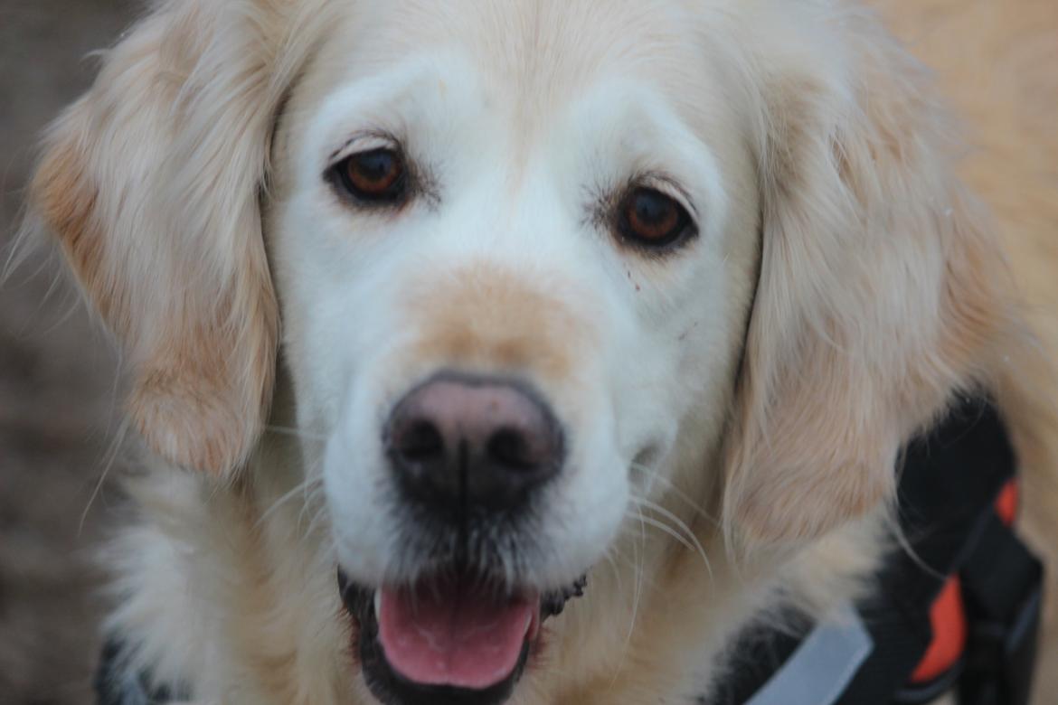 Golden retriever Luca billede 21