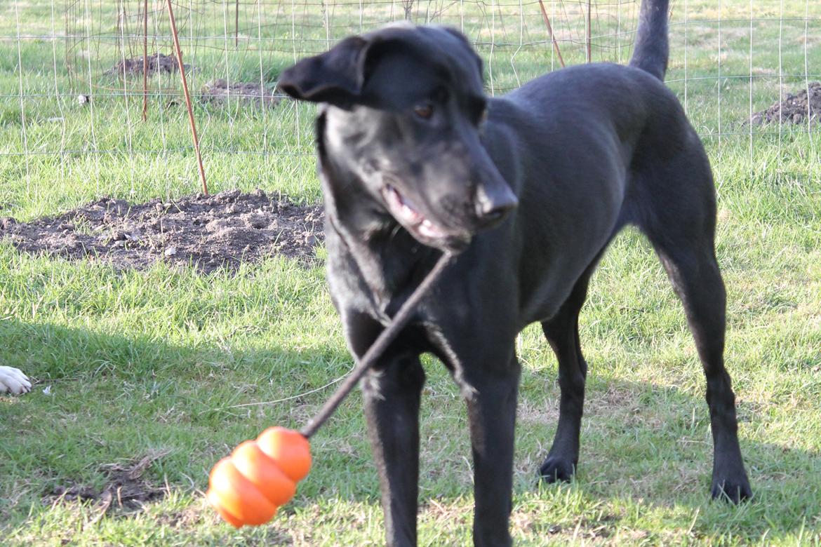 Labrador retriever Lady<3 (Far's) - Jeg elsker min klokke<3 billede 10