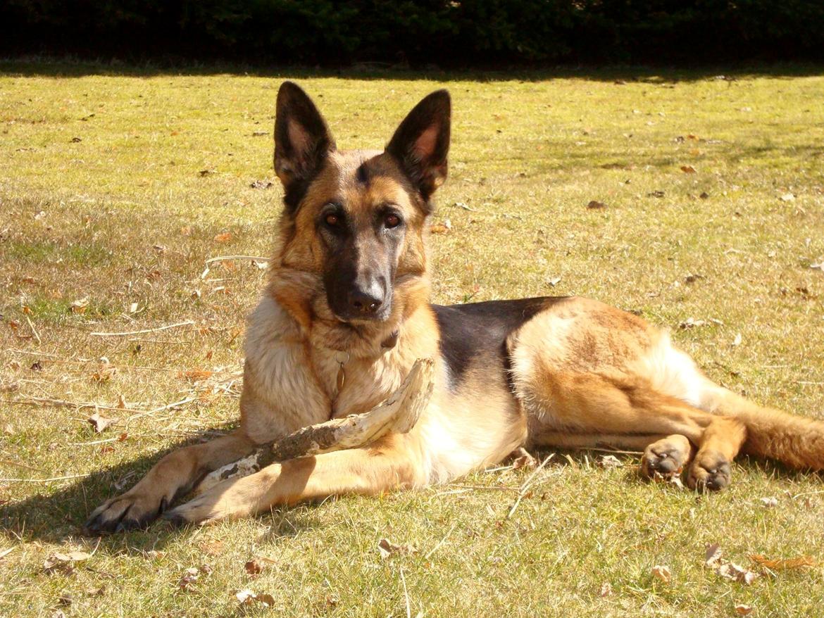 Schæferhund Unik.Dog Donna billede 1