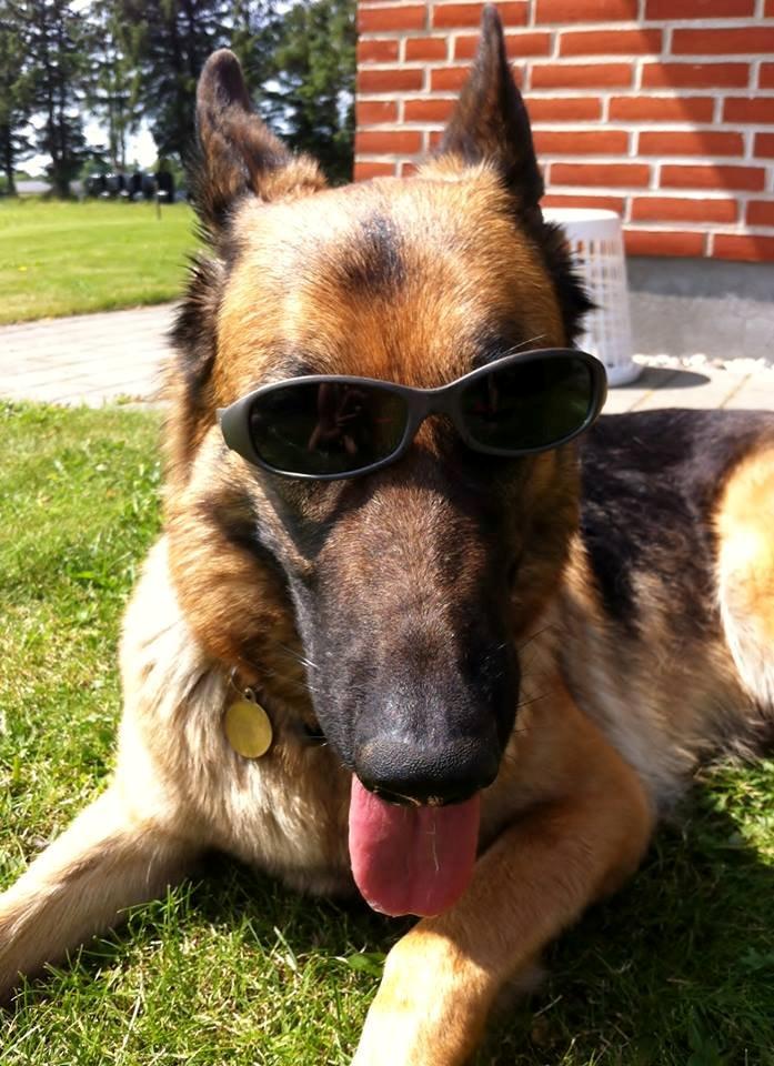 Schæferhund Unik.Dog Donna billede 2