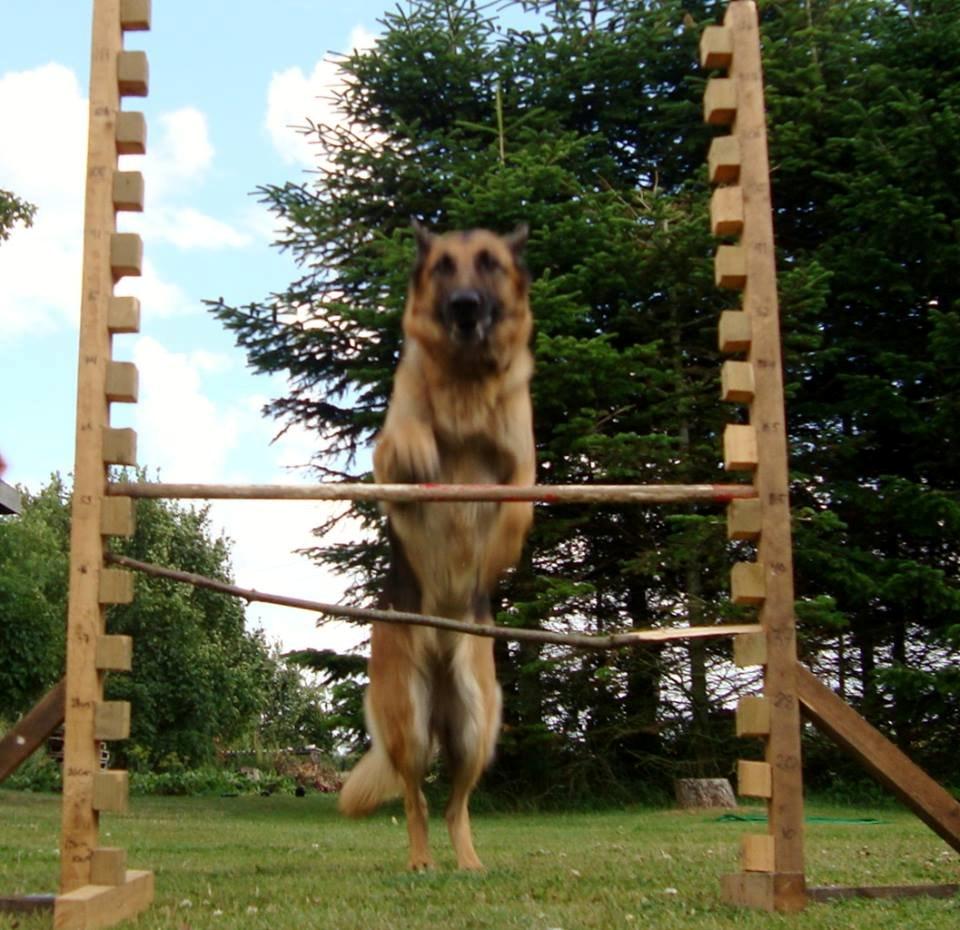 Schæferhund Unik.Dog Donna billede 3