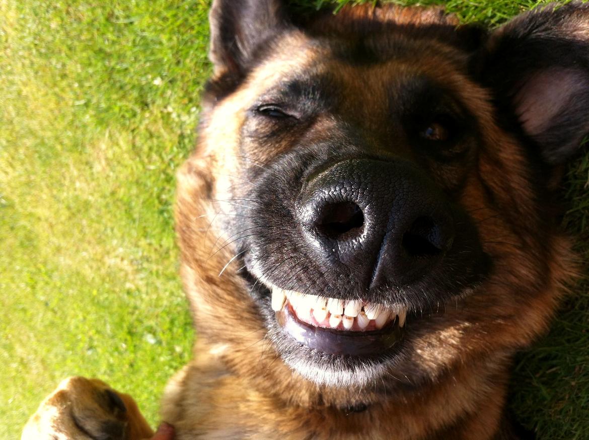 Schæferhund Unik.Dog Donna billede 4