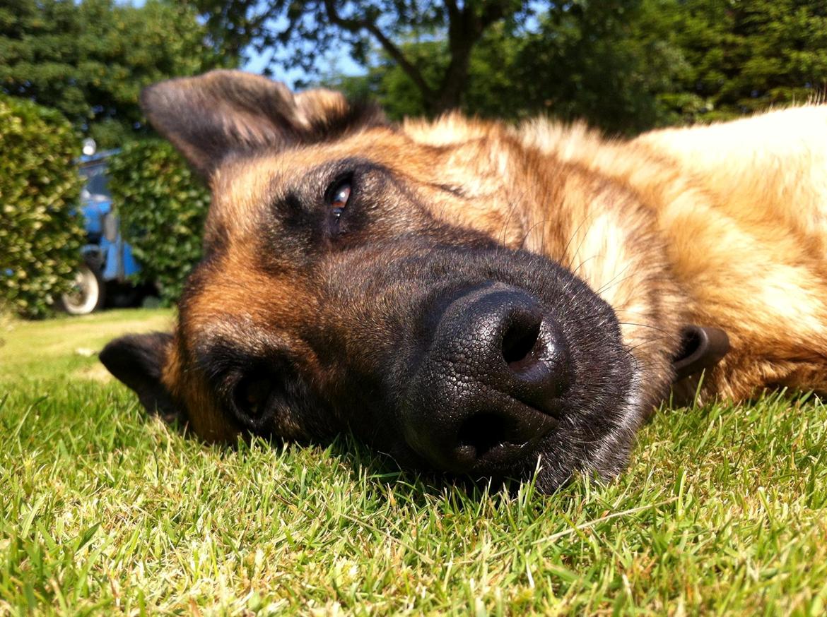 Schæferhund Unik.Dog Donna billede 5