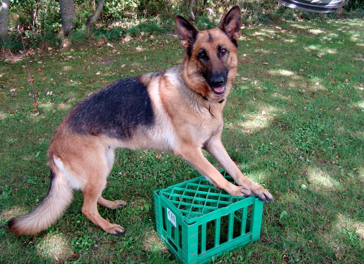 Schæferhund Unik.Dog Donna billede 6