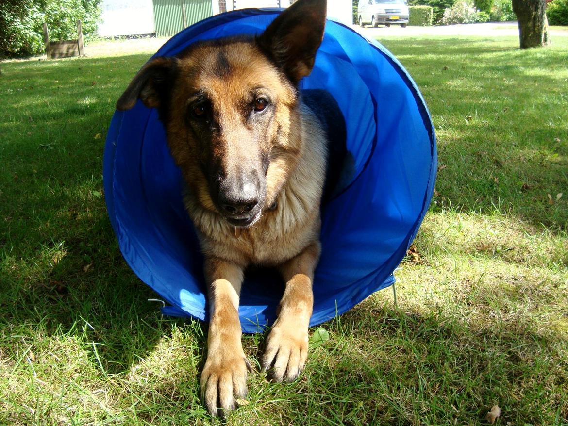 Schæferhund Unik.Dog Donna billede 7