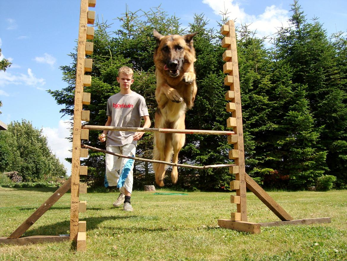 Schæferhund Unik.Dog Donna billede 8