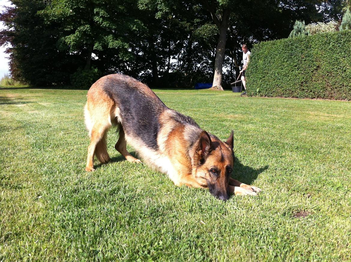 Schæferhund Unik.Dog Donna billede 9