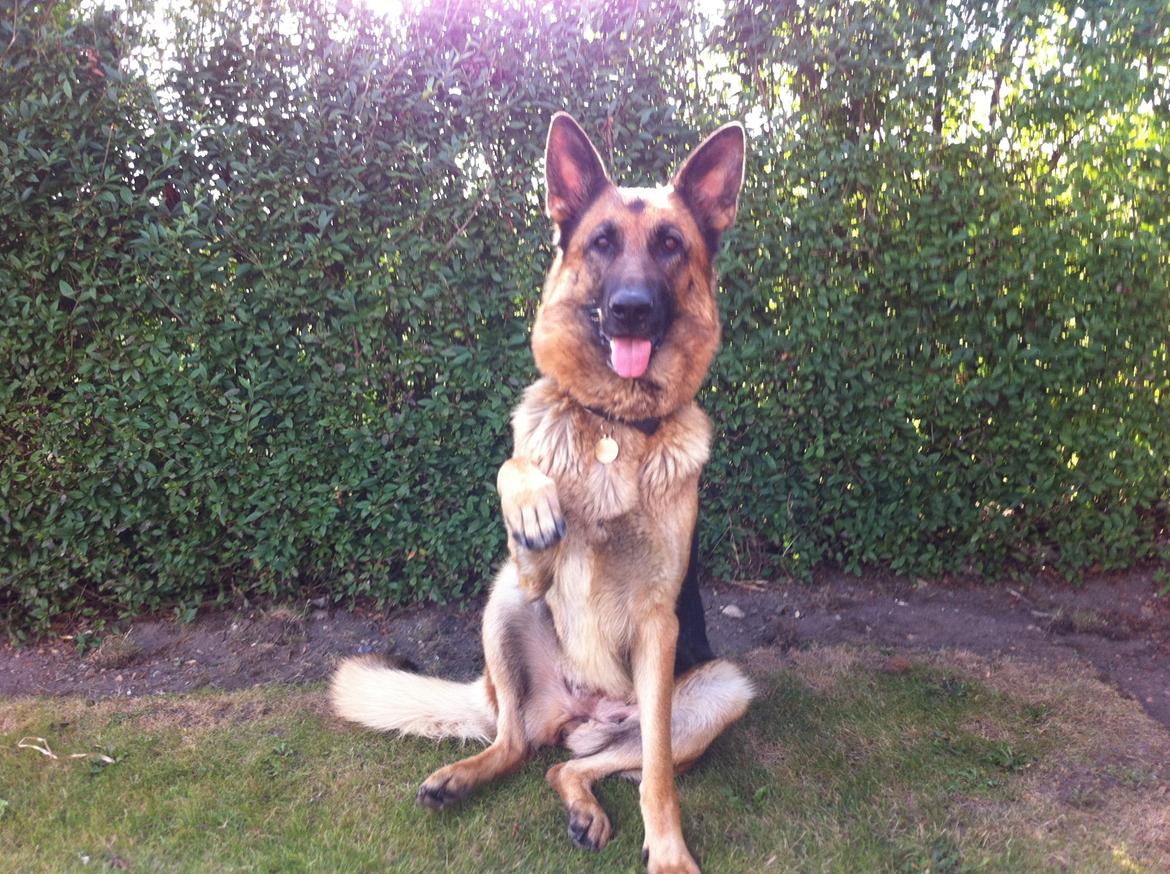 Schæferhund Unik.Dog Donna billede 10