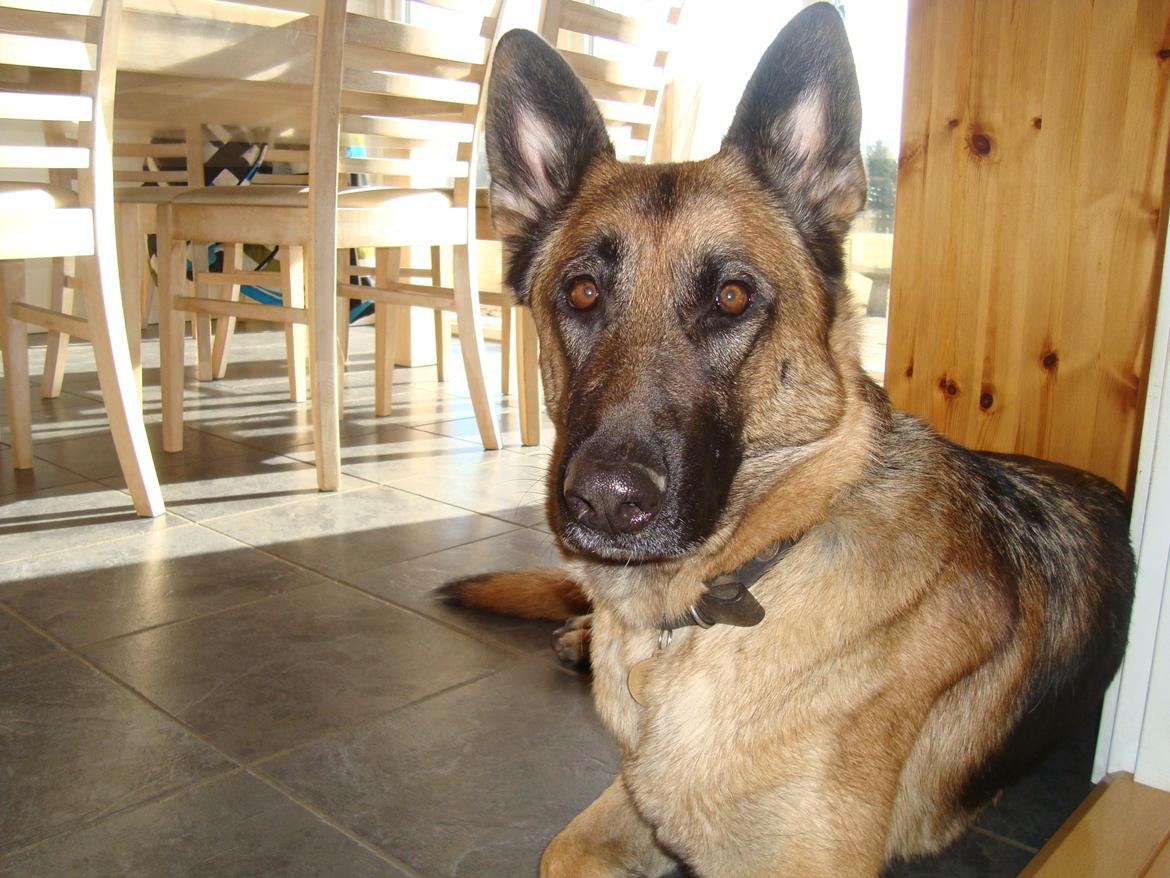 Schæferhund Unik.Dog Donna billede 11