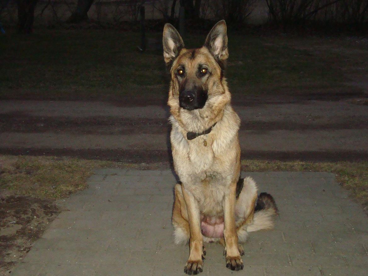 Schæferhund Unik.Dog Donna billede 12