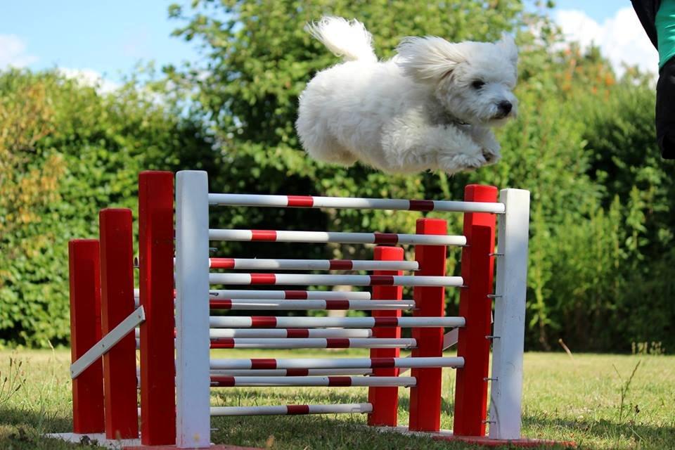 Coton de tulear Oskar - Lille spring vuf :P billede 4