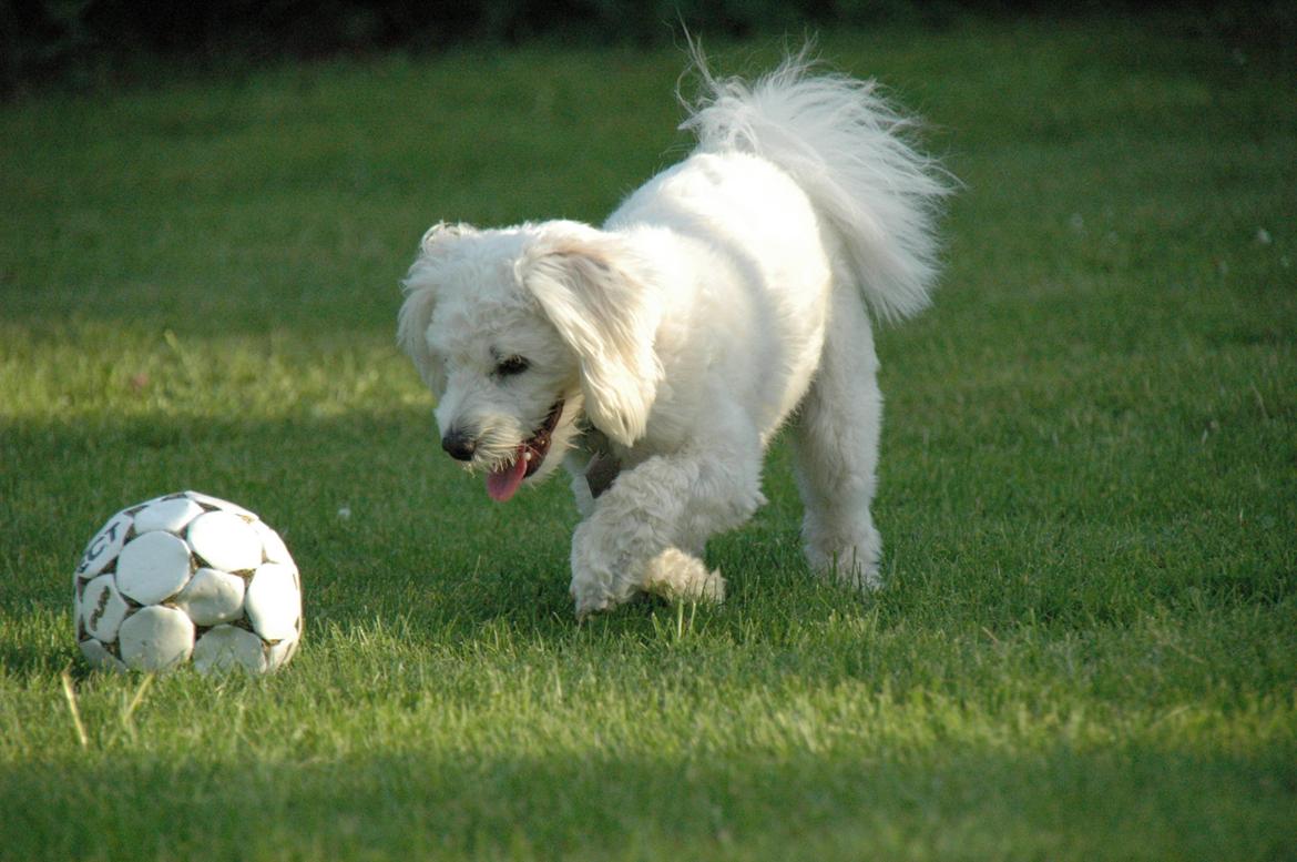 Coton de tulear Oskar billede 5