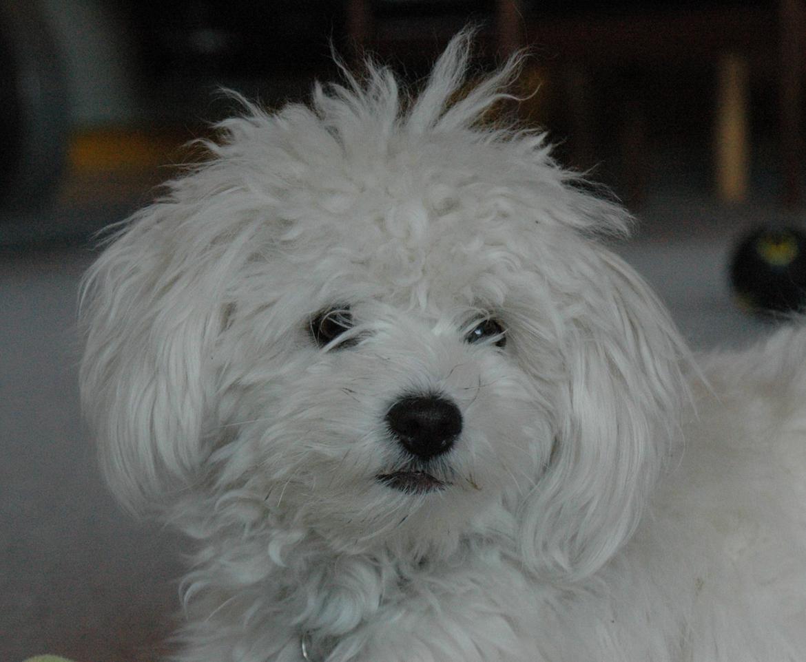 Coton de tulear Oskar billede 2