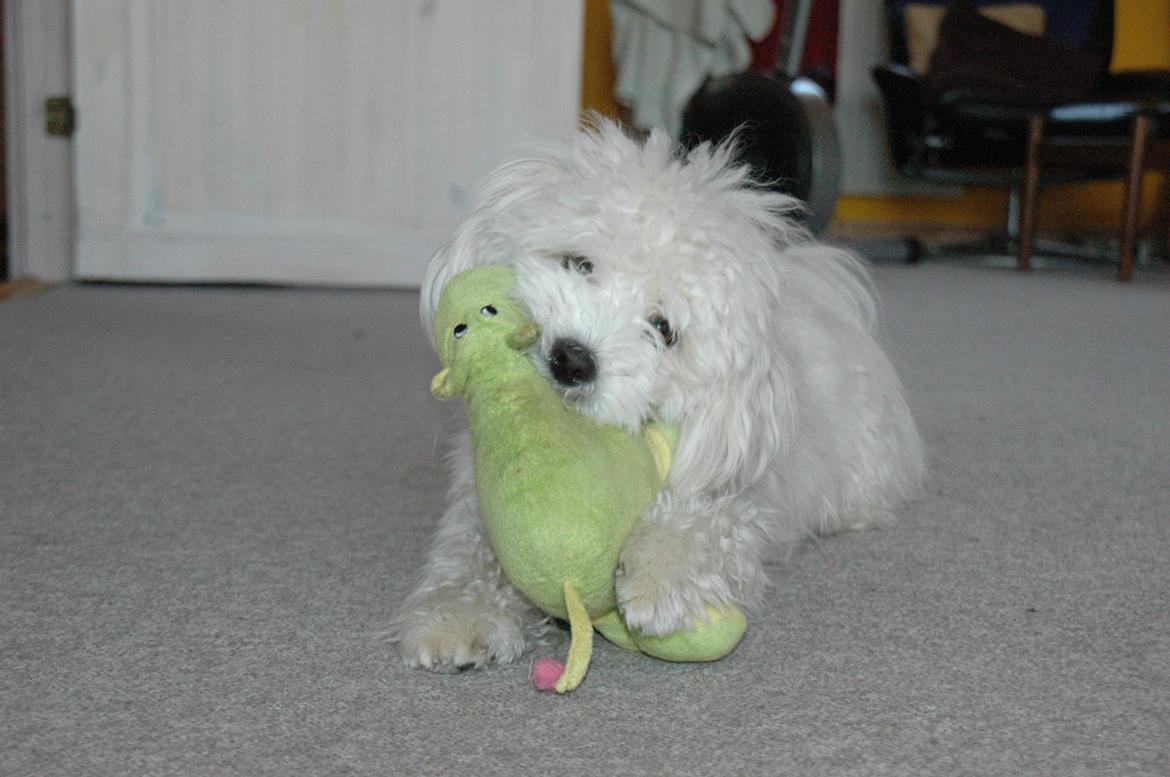 Coton de tulear Oskar billede 7