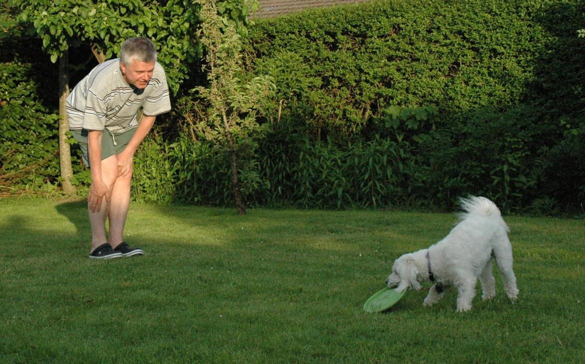 Coton de tulear Oskar billede 15