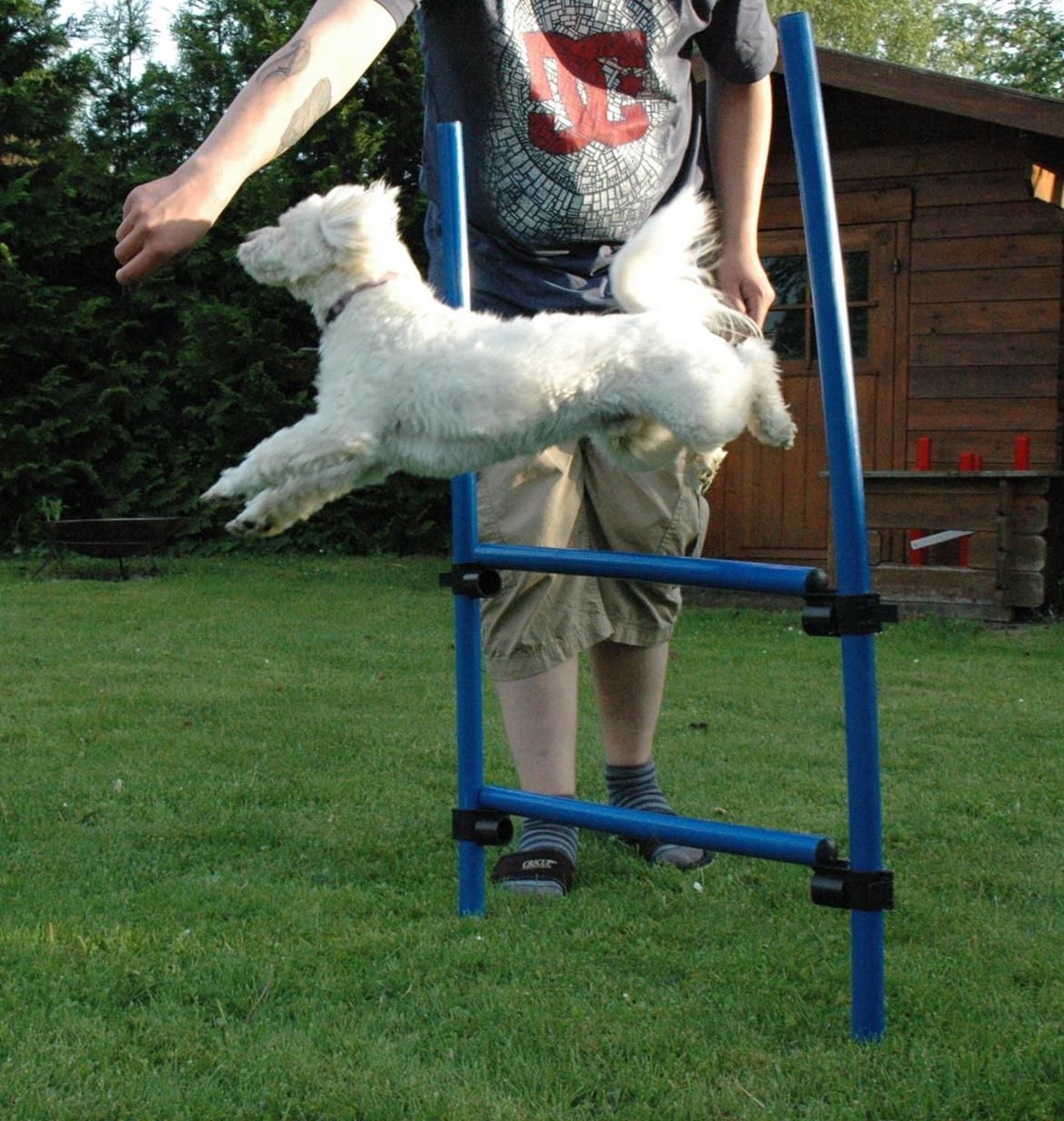 Coton de tulear Oskar billede 8