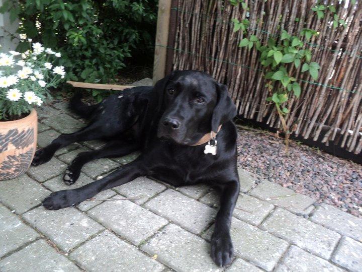 Labrador retriever King billede 1