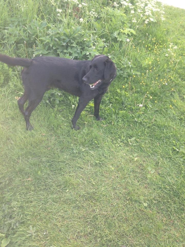 Labrador retriever King billede 2