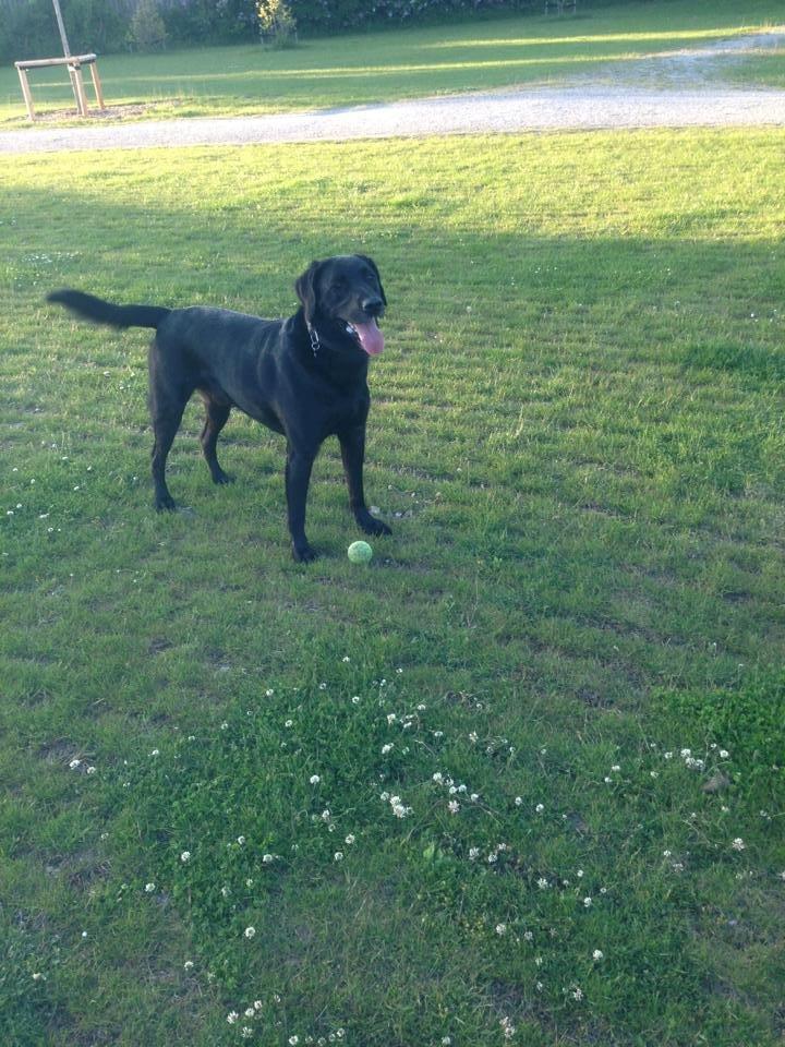 Labrador retriever King billede 3