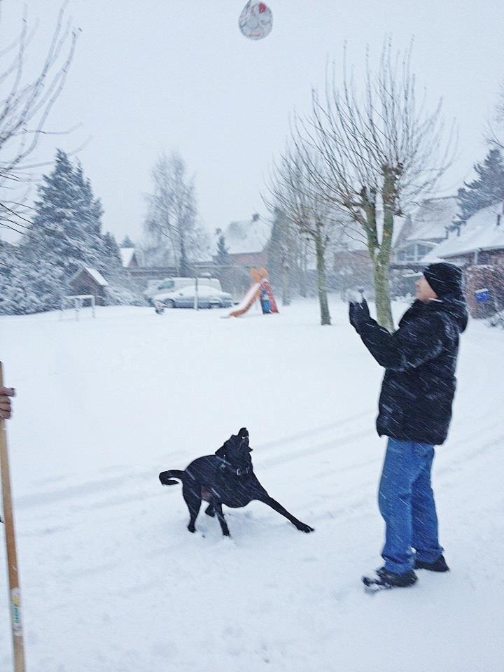 Labrador retriever King billede 4