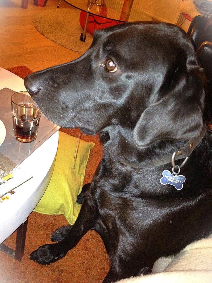 Labrador retriever King billede 5