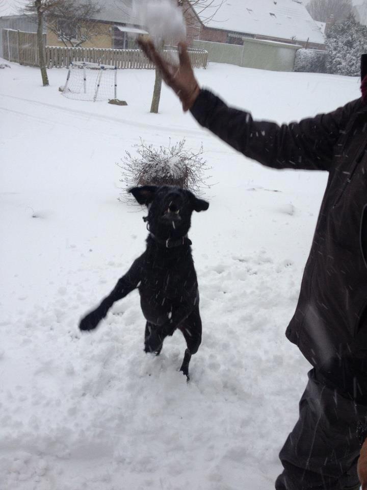 Labrador retriever King billede 6