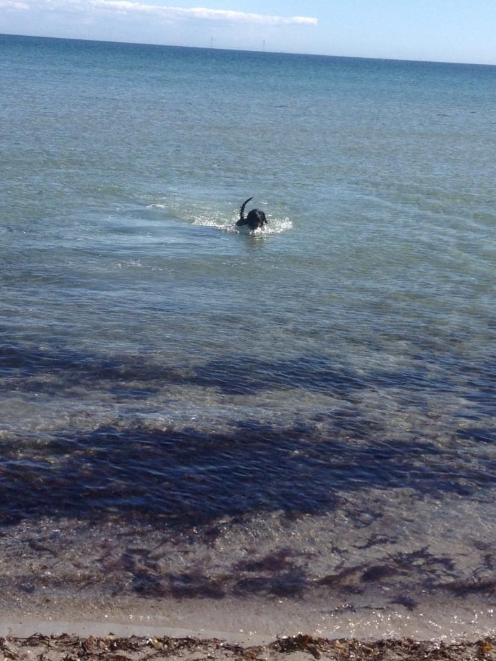 Labrador retriever King billede 7