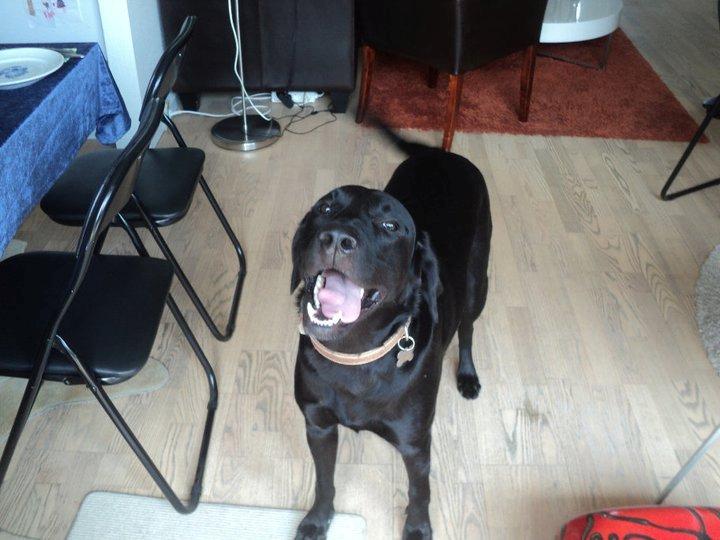 Labrador retriever King billede 8