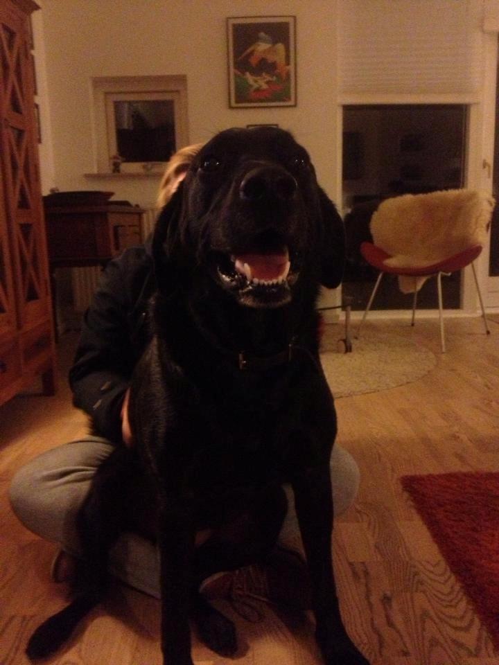 Labrador retriever King billede 9