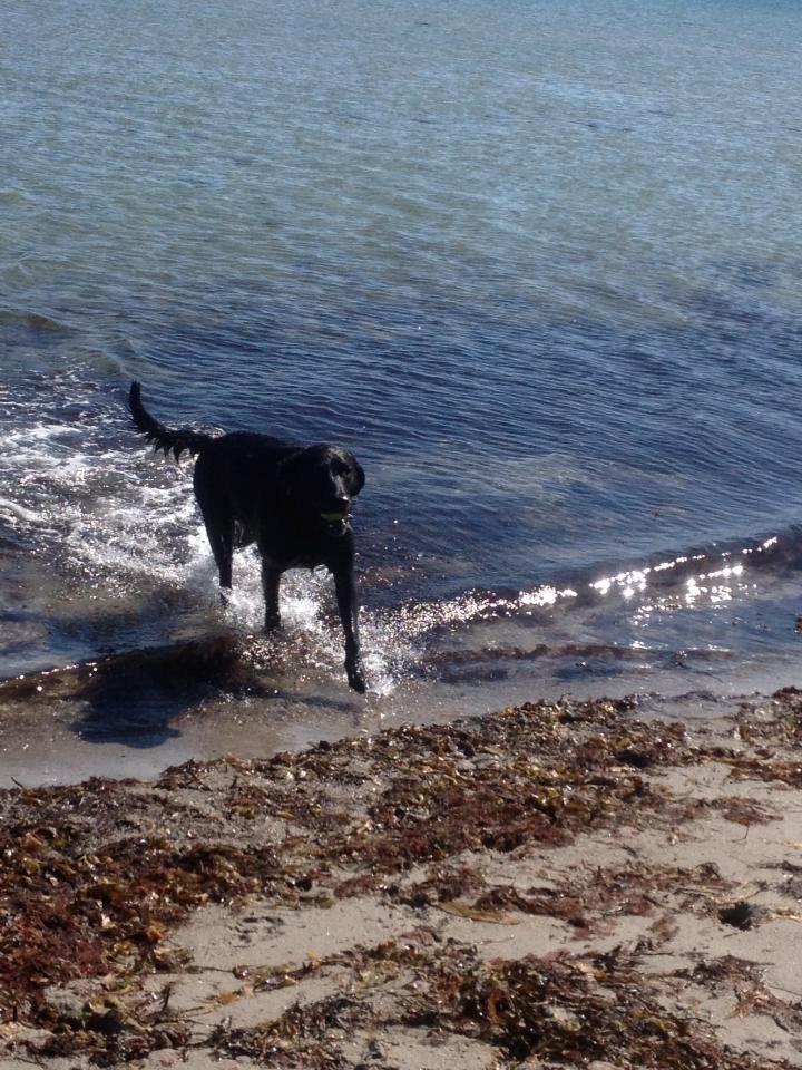 Labrador retriever King billede 10