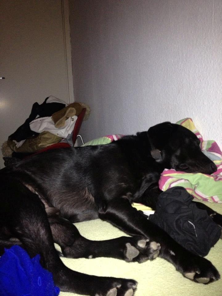 Labrador retriever King billede 11