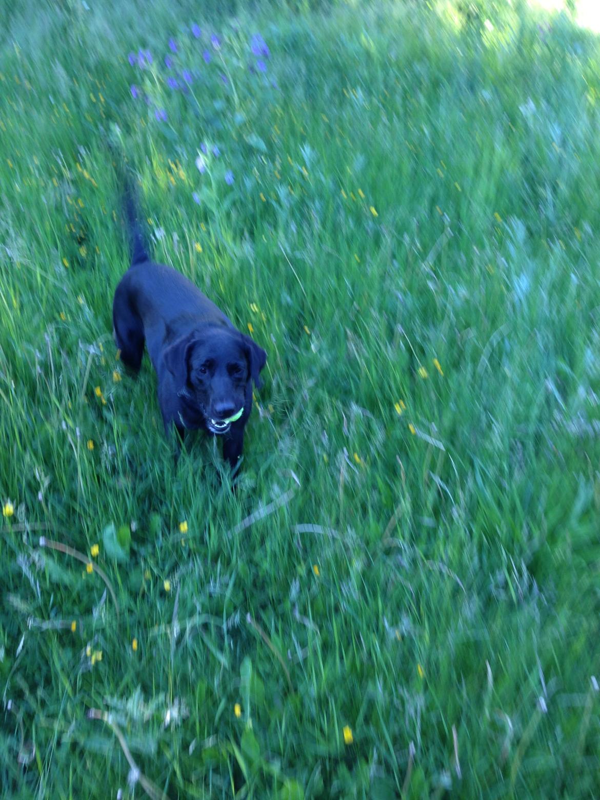 Labrador retriever King billede 12