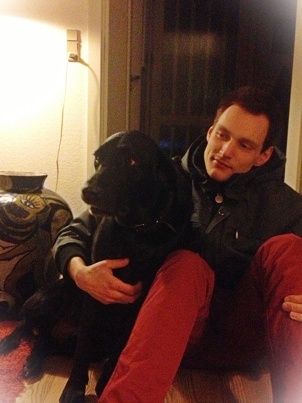 Labrador retriever King billede 13