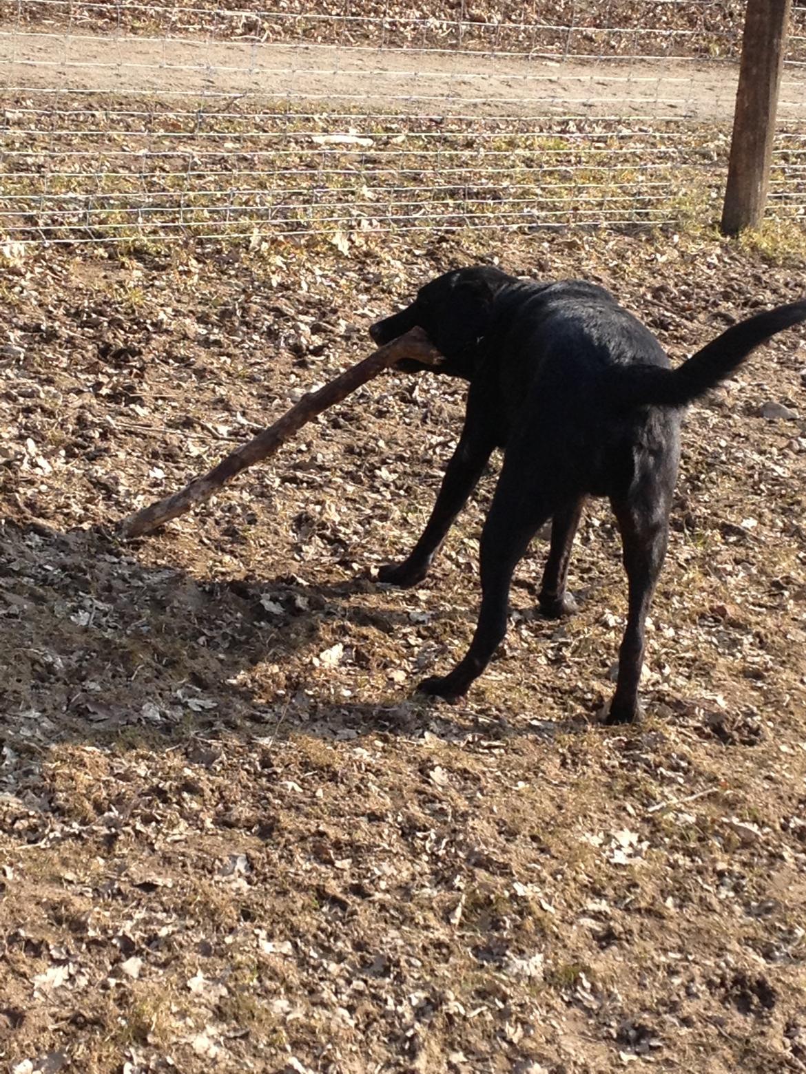 Labrador retriever King billede 14