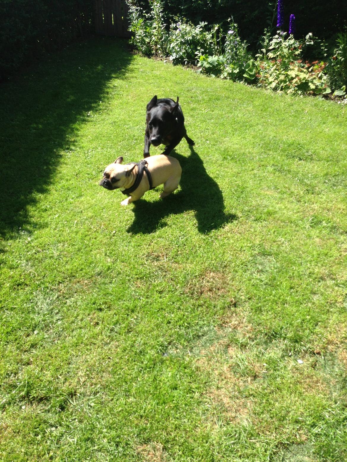 Labrador retriever King billede 15