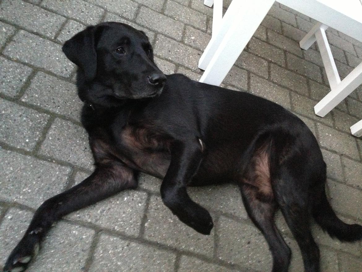 Labrador retriever King billede 16