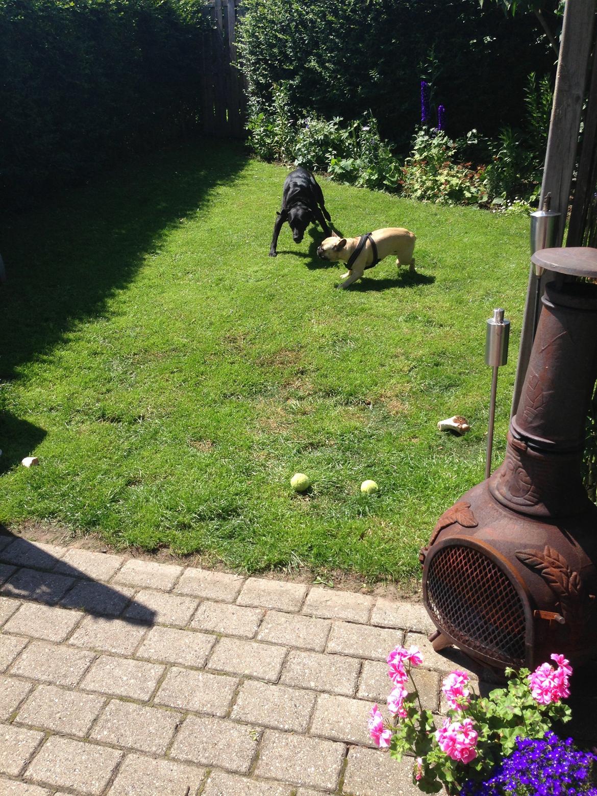 Labrador retriever King billede 17