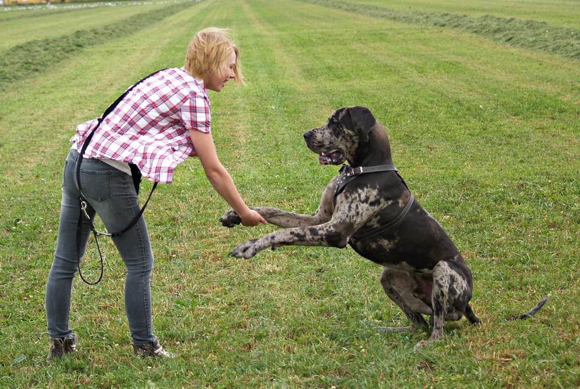 Grand danois Alvin billede 4