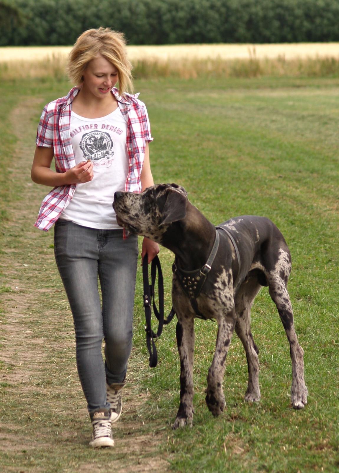 Grand danois Alvin billede 7