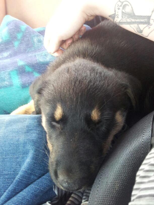 Blanding af racer Molly billede 1