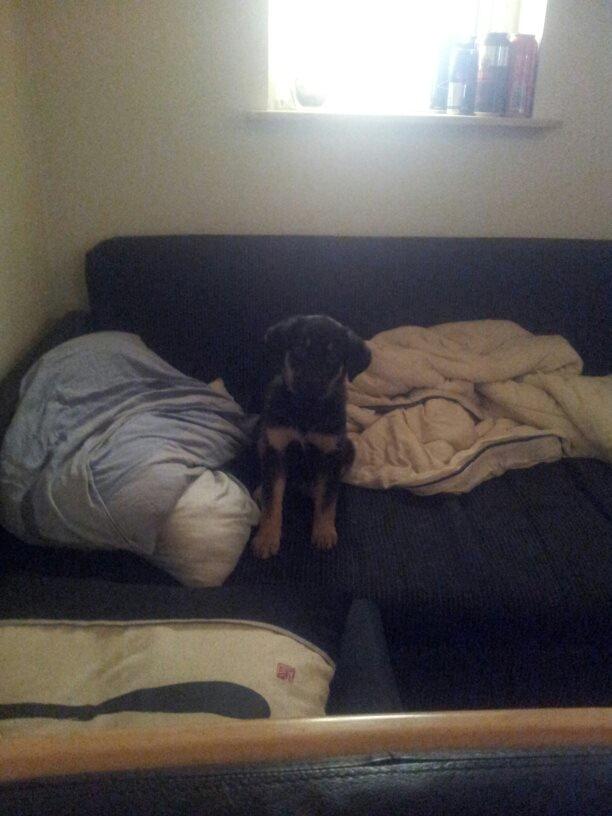 Blanding af racer Molly billede 2