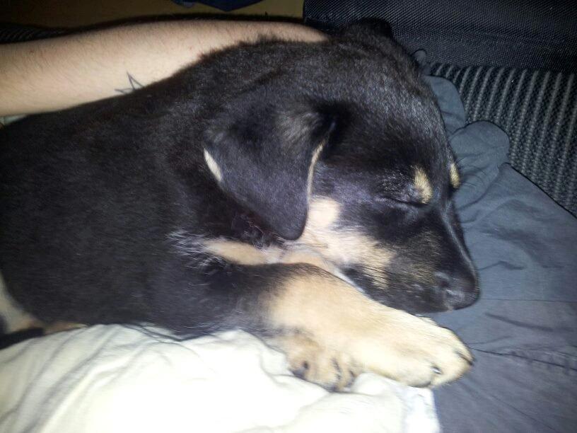 Blanding af racer Molly billede 3